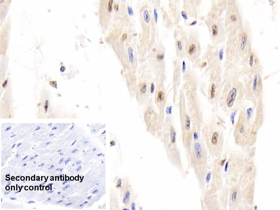 Polyclonal Antibody to Histone H3 (H3)