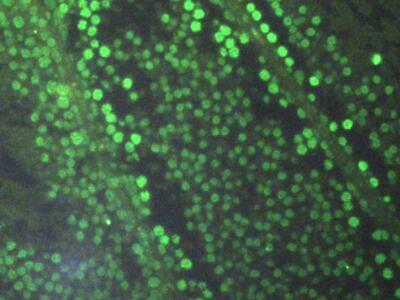 Polyclonal Antibody to Histone H3 (H3)