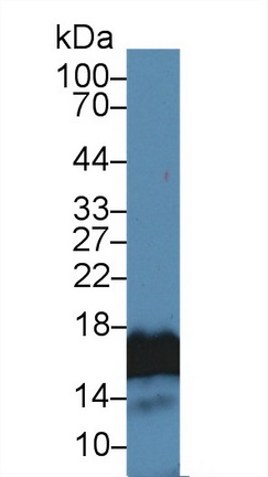 Polyclonal Antibody to Histone H3 (H3)