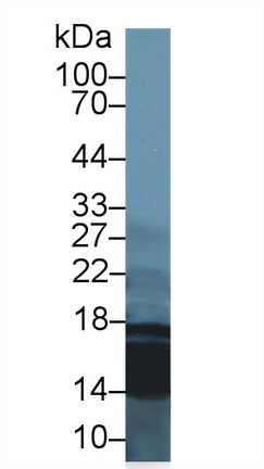 Polyclonal Antibody to Histone H3 (H3)