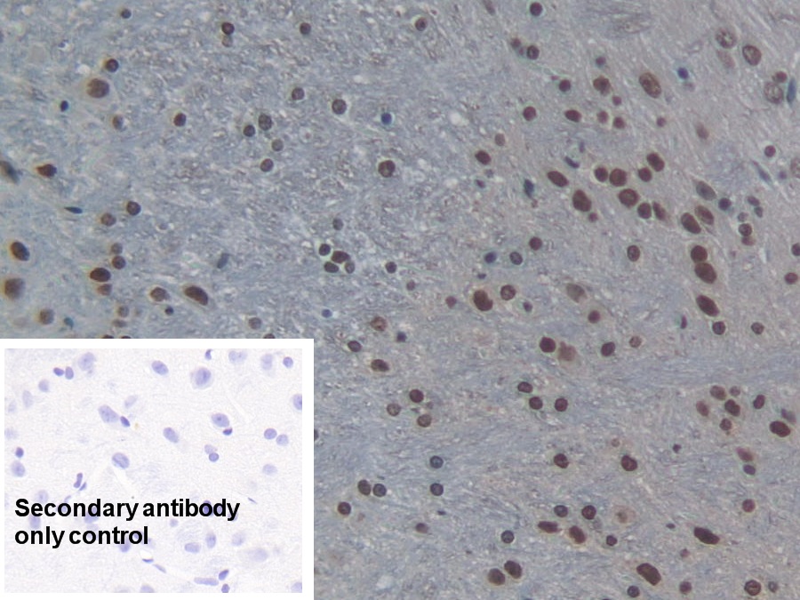 Polyclonal Antibody to Histone H3 (H3)