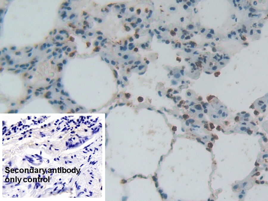 Polyclonal Antibody to Histone H3 (H3)