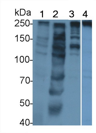 Polyclonal Antibody to Alpha-Fodrin (SPTAN1)