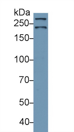 Polyclonal Antibody to Alpha-Fodrin (SPTAN1)