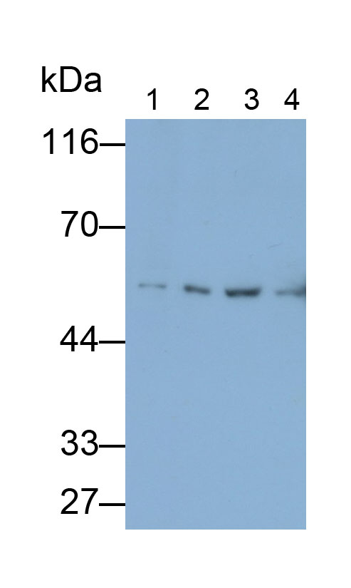 Polyclonal Antibody to Glutamate Dehydrogenase 1 (GLUD1)