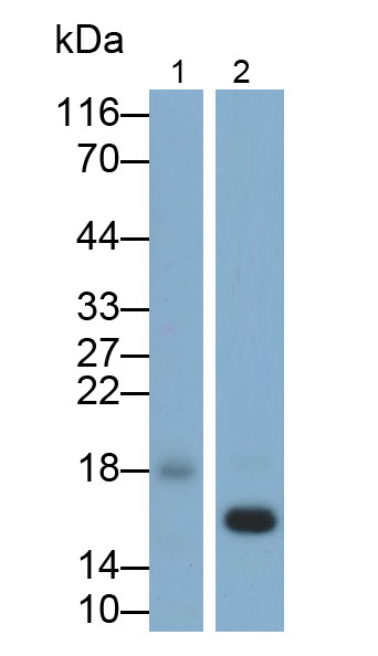 Polyclonal Antibody to Ribonuclease A (RNase A)