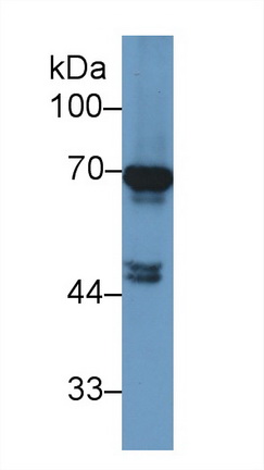 Polyclonal Antibody to Heat Shock 70kDa Protein 1B (HSPA1B)