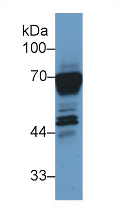 Polyclonal Antibody to Heat Shock 70kDa Protein 1B (HSPA1B)