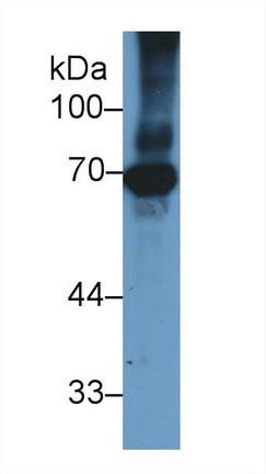 Polyclonal Antibody to Heat Shock 70kDa Protein 1B (HSPA1B)