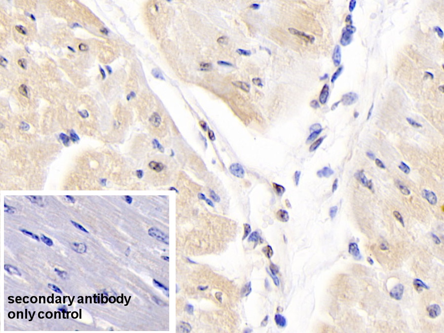 Polyclonal Antibody to Heat Shock 70kDa Protein 1B (HSPA1B)