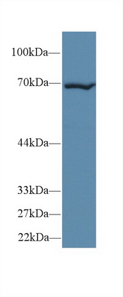 Polyclonal Antibody to Heat Shock 70kDa Protein 1B (HSPA1B)