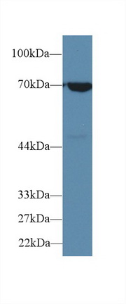 Polyclonal Antibody to Heat Shock 70kDa Protein 1B (HSPA1B)