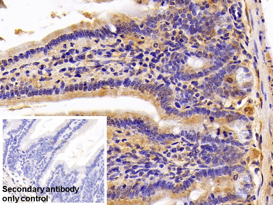 Polyclonal Antibody to Heat Shock 70kDa Protein 1B (HSPA1B)