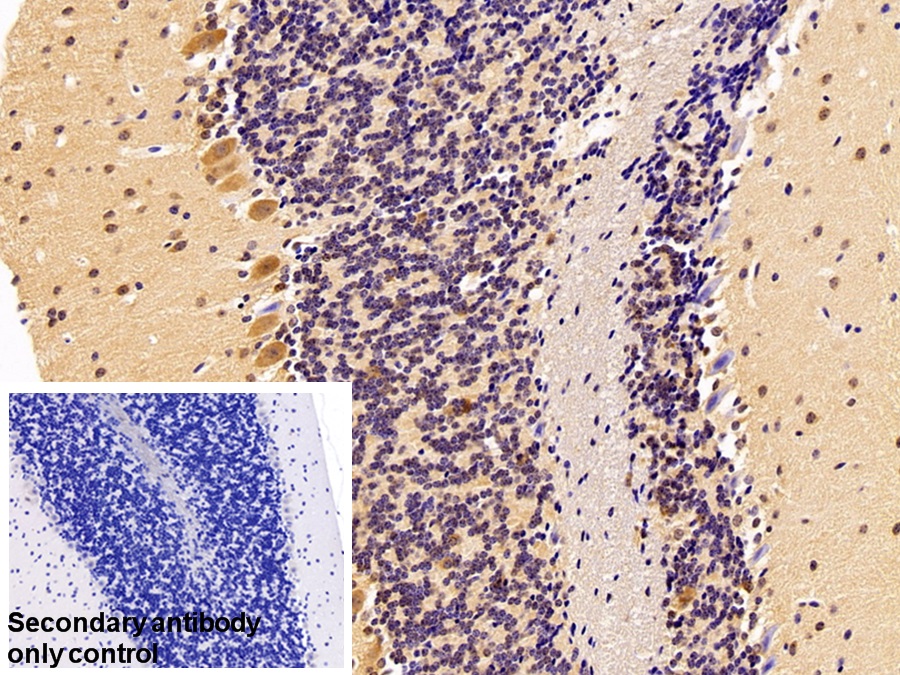 Polyclonal Antibody to Heat Shock 70kDa Protein 1B (HSPA1B)