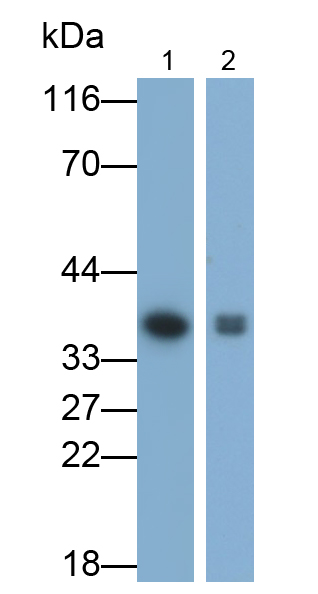 Polyclonal Antibody to Galectin 4 (GAL4)