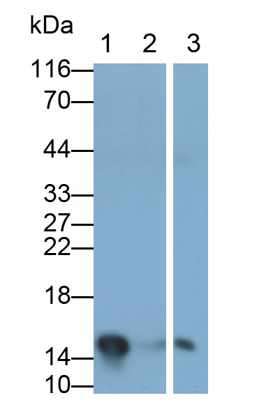 Polyclonal Antibody to Galectin 7 (GAL7)