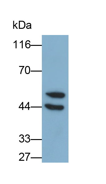 Polyclonal Antibody to Galectin 8 (GAL8)