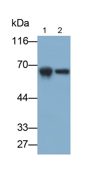 Polyclonal Antibody to Apolipoprotein H (APOH)