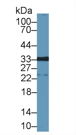 Polyclonal Antibody to Galectin 12 (GAL12)