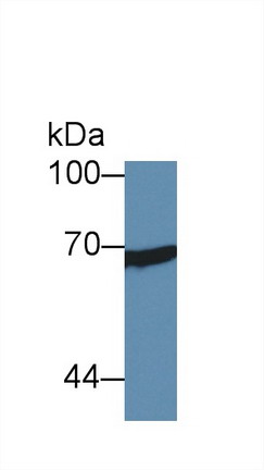 Polyclonal Antibody to X-Ray Repair Cross Complementing 6 (XRCC6)