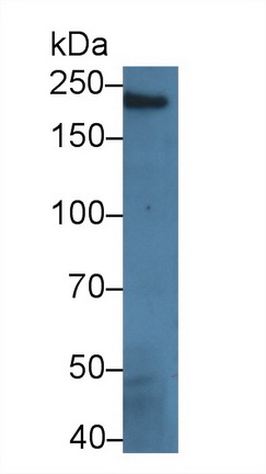 Polyclonal Antibody to Chromodomain Helicase DNA Binding Protein 3 (CHD3)