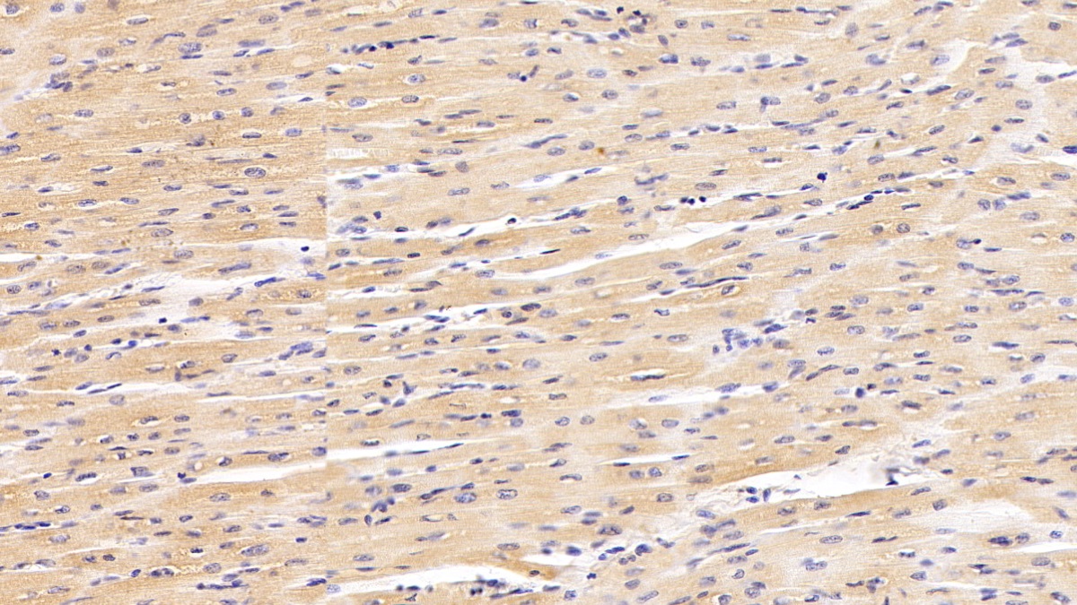 Polyclonal Antibody to Galectin 1 (GAL1)