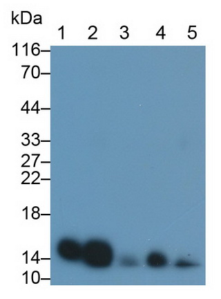 Polyclonal Antibody to Galectin 1 (GAL1)