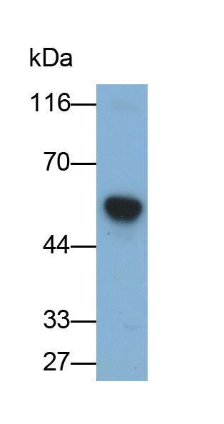 Polyclonal Antibody to Sp100 Nuclear Antigen (Sp100)