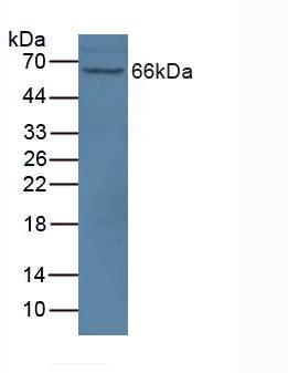 Polyclonal Antibody to Nitric Oxide Synthase 1 Adaptor Protein (NOS1AP)