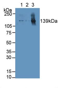 Polyclonal Antibody to Collagen Type I Alpha 1 (COL1a1)