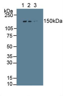 Polyclonal Antibody to Collagen Type I Alpha 1 (COL1a1)