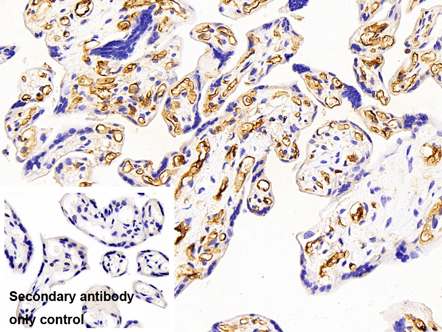 Polyclonal Antibody to Platelet/Endothelial Cell Adhesion Molecule (PECAM1)