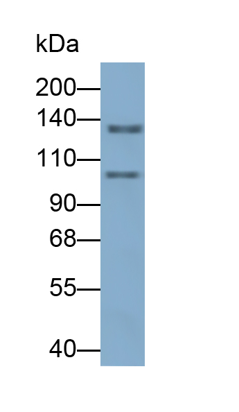 Polyclonal Antibody to Retinol Binding Protein 3, Interstitial (RBP3)
