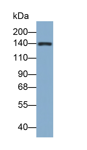 Polyclonal Antibody to Retinol Binding Protein 3, Interstitial (RBP3)