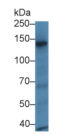 Polyclonal Antibody to Retinol Binding Protein 3, Interstitial (RBP3)