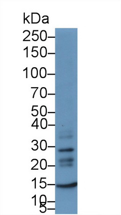 Polyclonal Antibody to Chemokine (C-X-C motif) ligand 7 ( CXCL7)