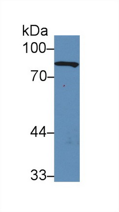 Polyclonal Antibody to Gelsolin (GSN)