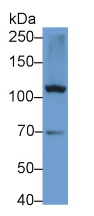 Polyclonal Antibody to Myosin IA (MYO1A)