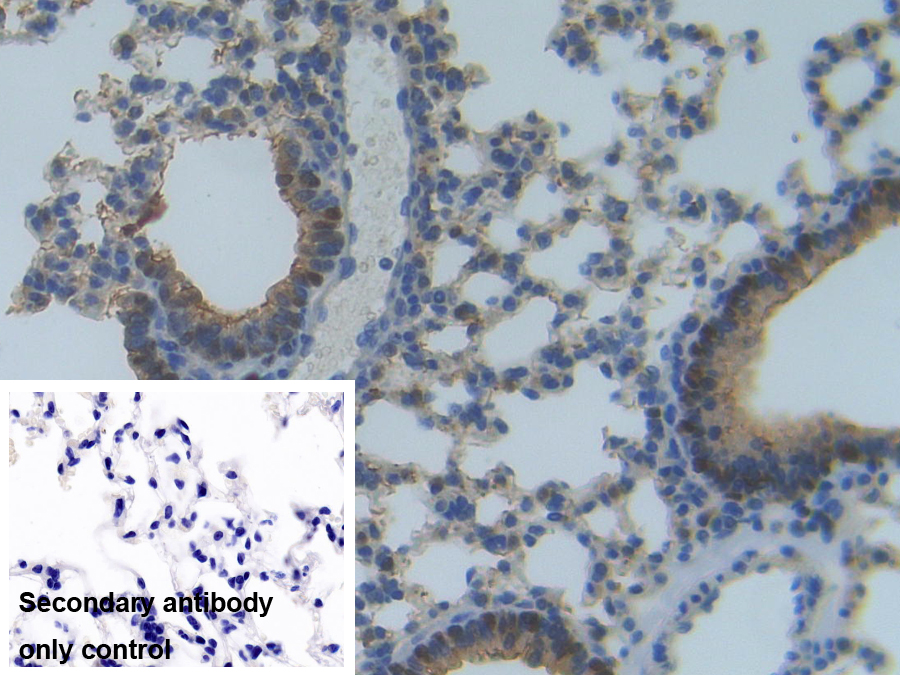 Polyclonal Antibody to Myosin IA (MYO1A)