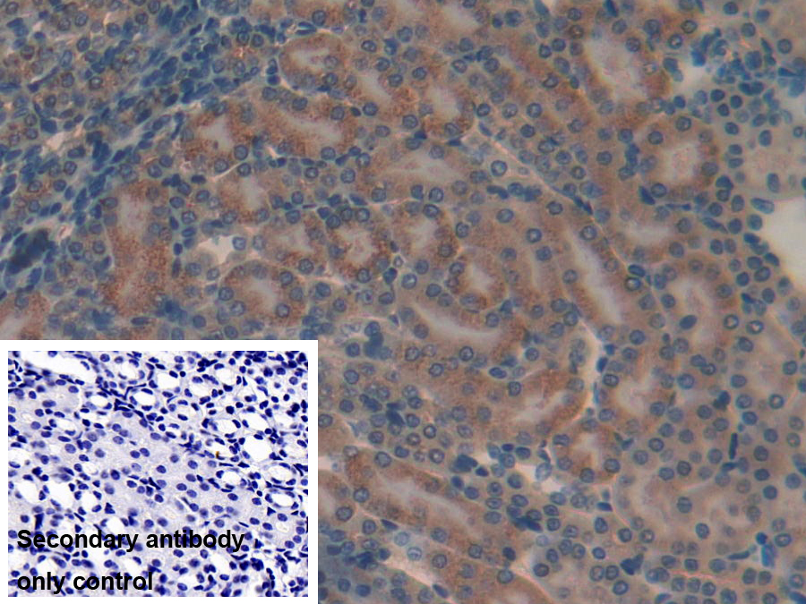 Polyclonal Antibody to Myosin IA (MYO1A)