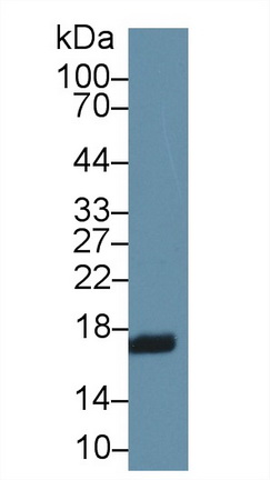 Polyclonal Antibody to Retinol Binding Protein 2, Cellular (RBP2)