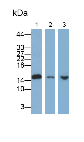 Polyclonal Antibody to Retinol Binding Protein 2, Cellular (RBP2)