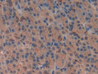 Polyclonal Antibody to Vasoactive Intestinal Peptide (VIP)