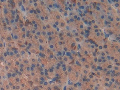 Polyclonal Antibody to Vasoactive Intestinal Peptide (VIP)