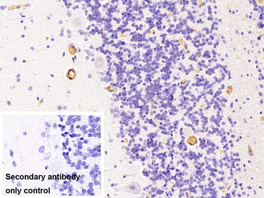 Polyclonal Antibody to Complement Component 3a (C3a)