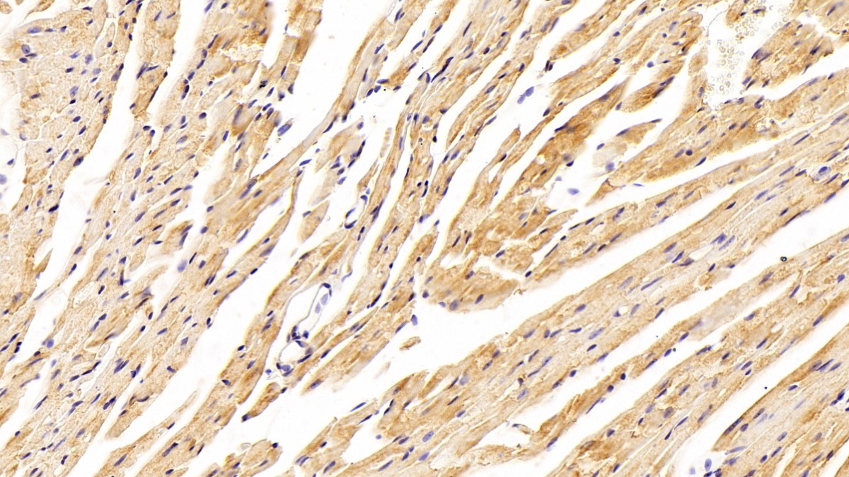 Polyclonal Antibody to Complement Component 3a (C3a)