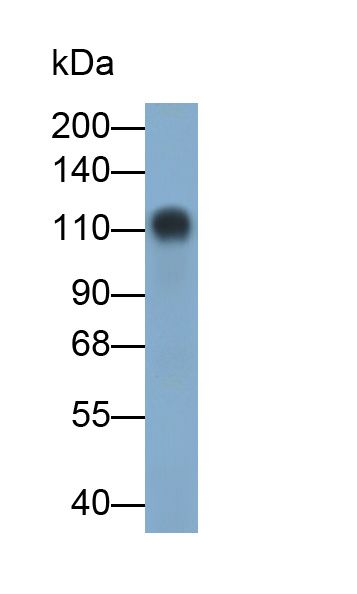 Polyclonal Antibody to Complement Component 3a (C3a)