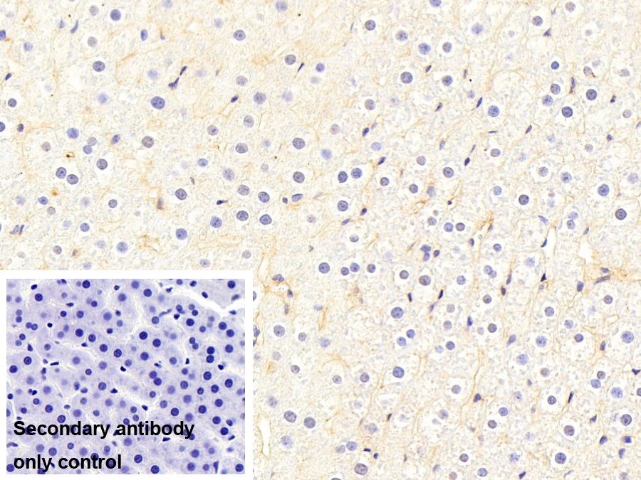 Polyclonal Antibody to Complement Component 3a (C3a)