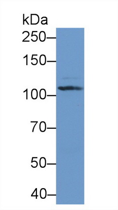 Polyclonal Antibody to Complement Component 5a (C5a)