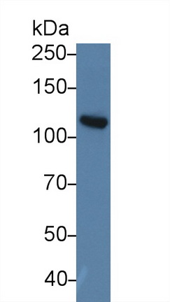 Polyclonal Antibody to Complement Component 5a (C5a)